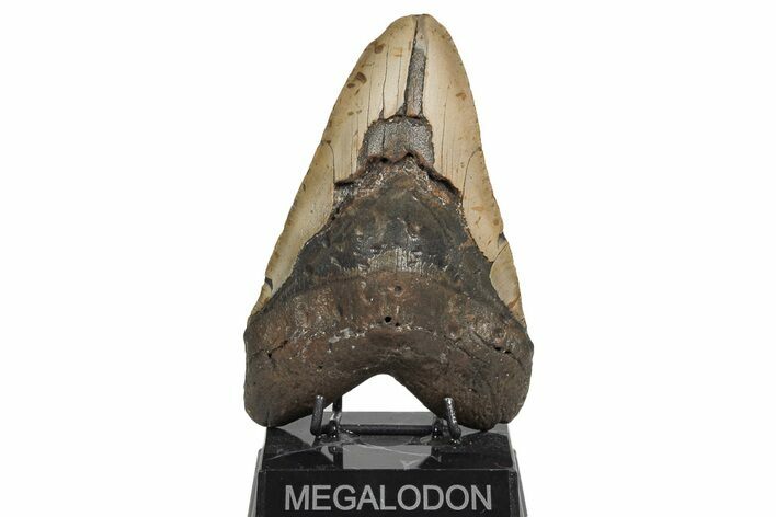 Bargain, Fossil Megalodon Tooth - North Carolina #208012
